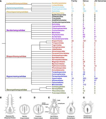 The Sordariomycetes: an expanding resource with Big Data for mining in evolutionary genomics and transcriptomics